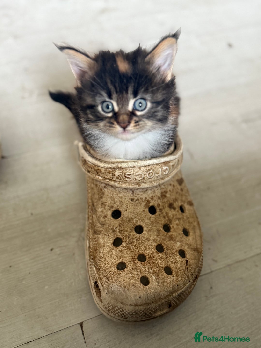 Maine Coon cats for sale: Stunning, super happy Mainecoon kittens x4 - Advert 9
