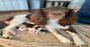 English Springer Spaniel dogs - Advert 3