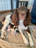 English Springer Spaniel dogs - Advert 3