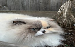 Selkirk Rex cats for sale: Ophelia, 5 years old - Image 1