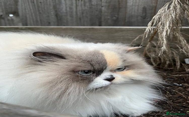 Selkirk Rex cats - Advert 12