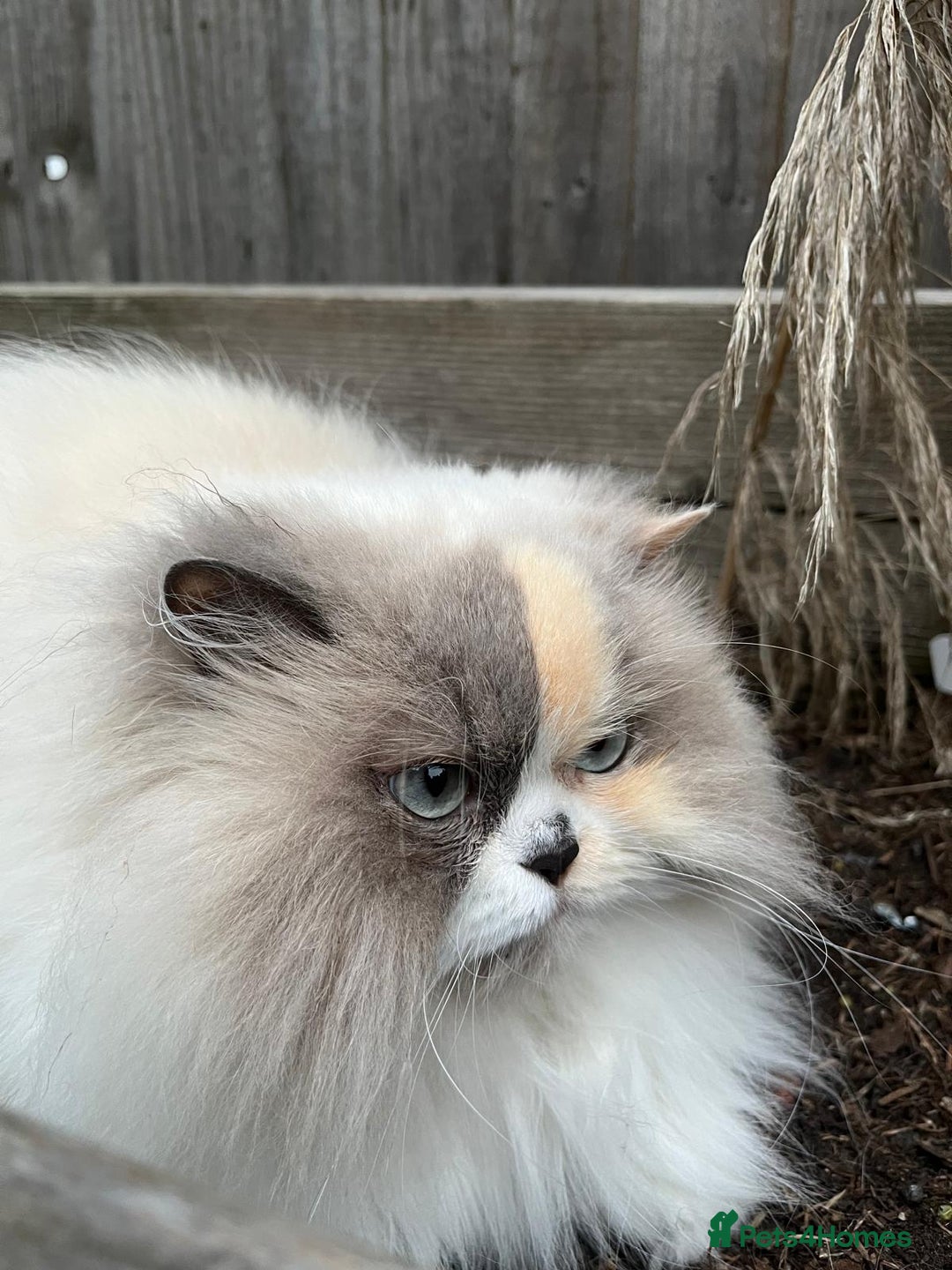 Selkirk Rex cats for sale: Ophelia, 5 years old - Image 1