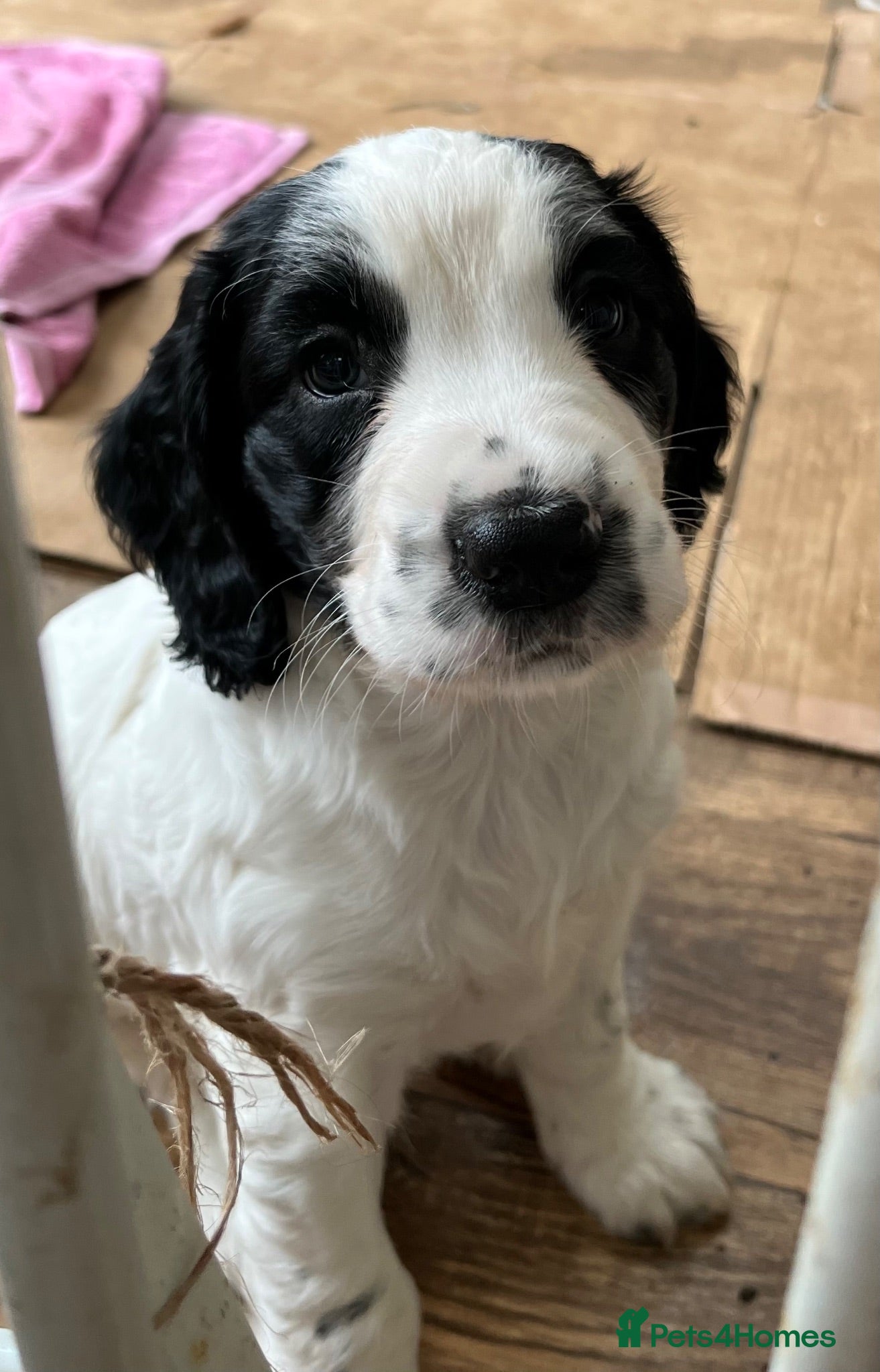 Sprocker dogs Sprocker Puppies - Advert 18