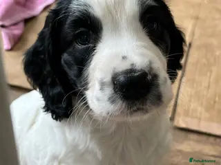 Sprocker dogs Sprocker Puppies - Advert 18