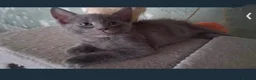 Russian Blue cats for sale: Pure russian blue  kitten (LAST 1) in Newcastle upon Tyne - Advert 4