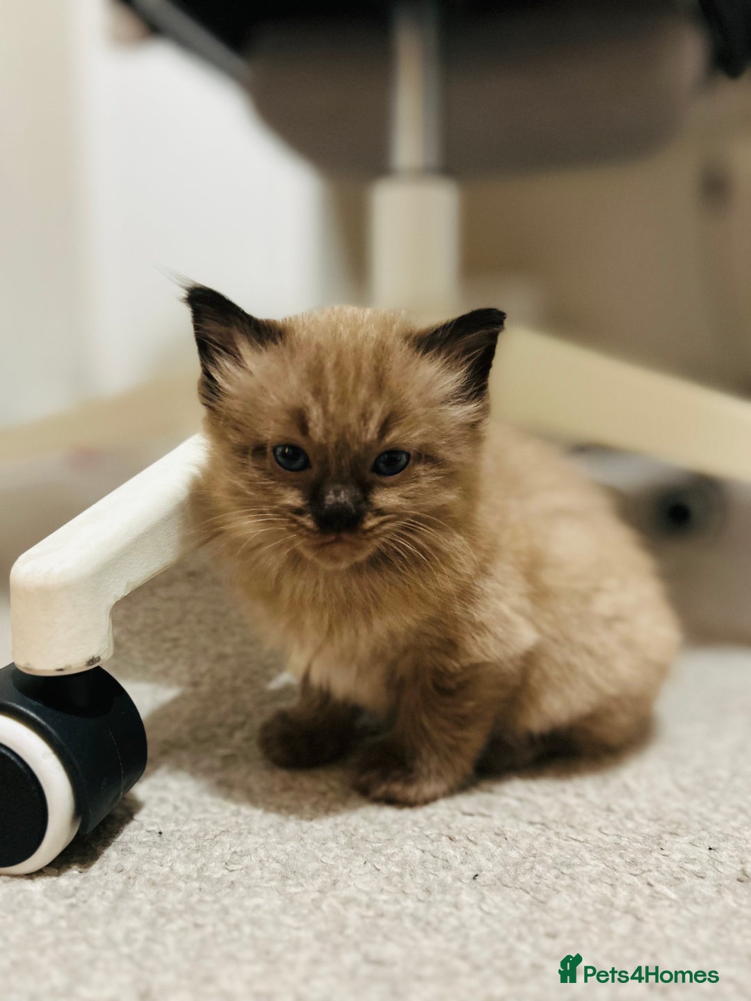 Ragdoll cats for sale: Ragdoll Kittens  - Advert 5