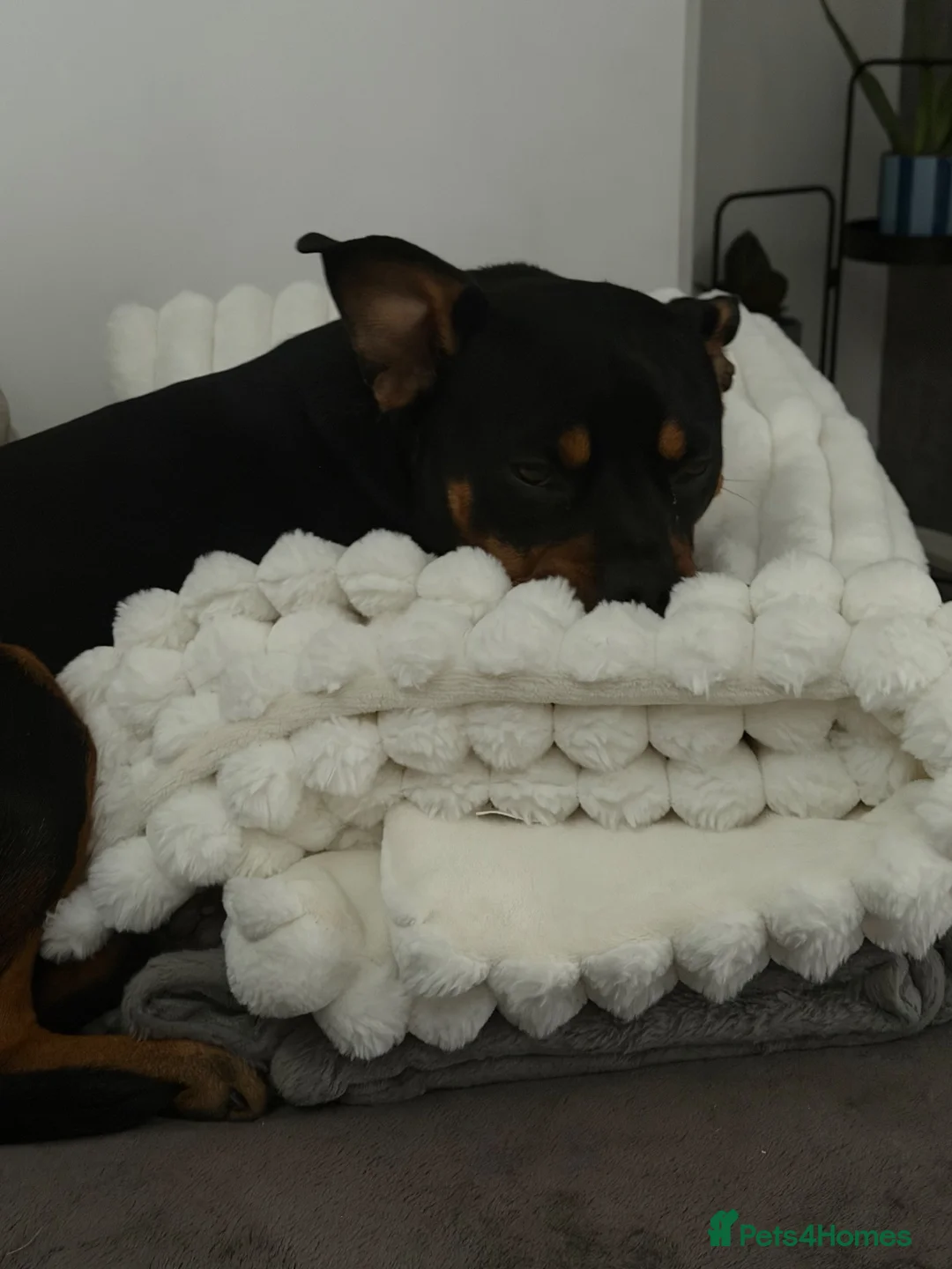 Mixed Breed dogs for sale: Diseal  in Rugby - Advert 2