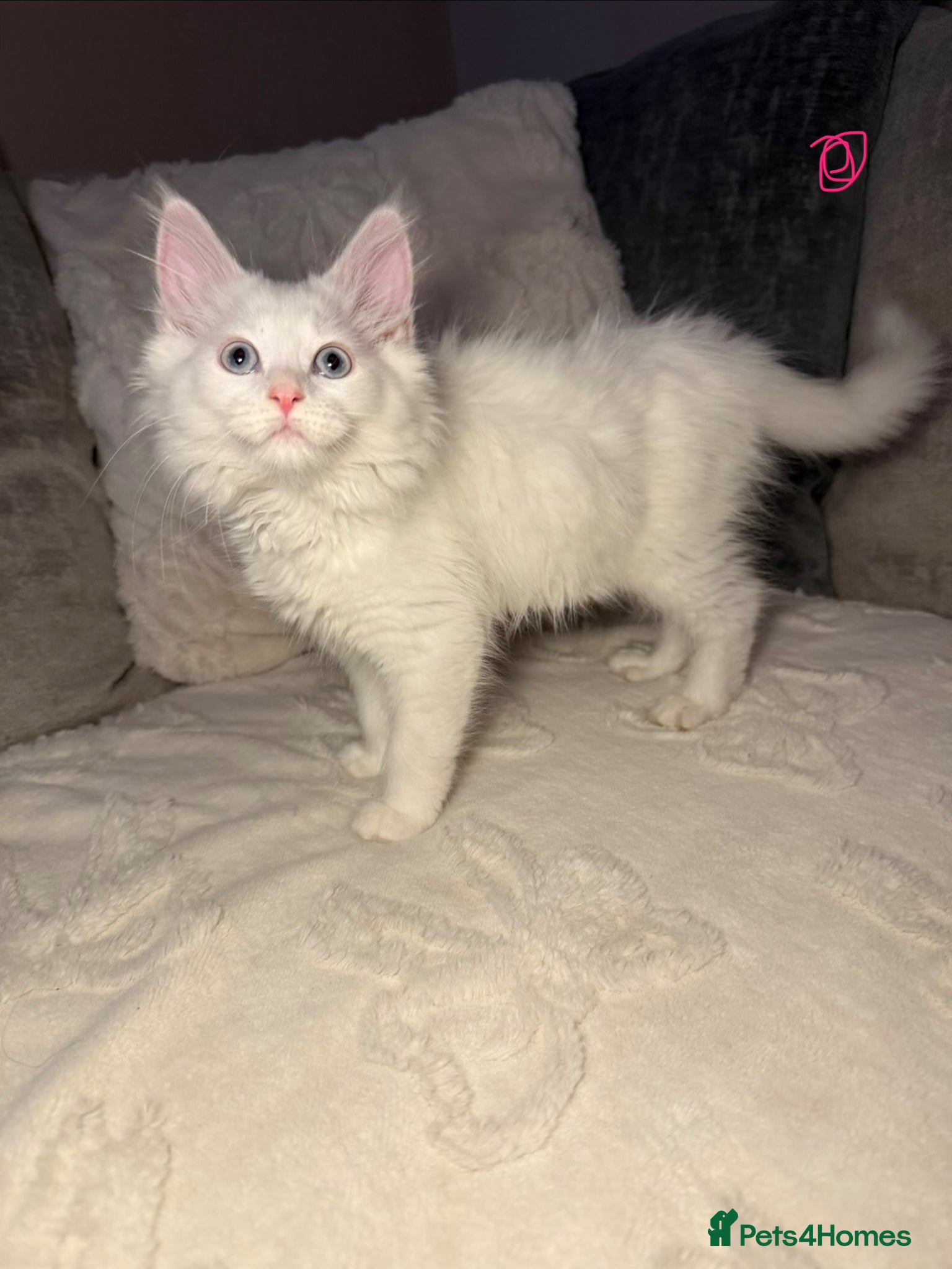 Maine Coon cats Maine coon kittens - Advert 4