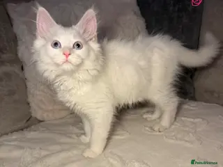 Maine Coon cats Maine coon kittens - Advert 2