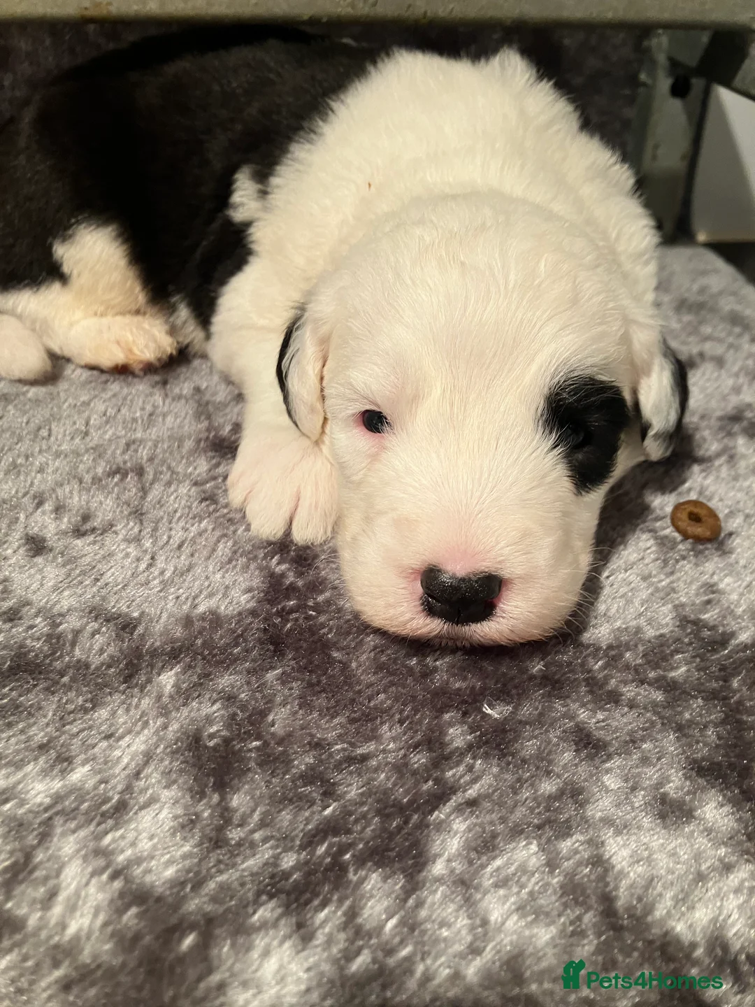 Old English Sheepdog dogs for sale: HEALTH TESTED OLD ENGLISH SHEEPDOG PUPPIES  - Advert 13