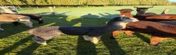 Alpaca livestock for sale: Beautiful BAS Registered Baby Alpacas For Sale! - Advert 6