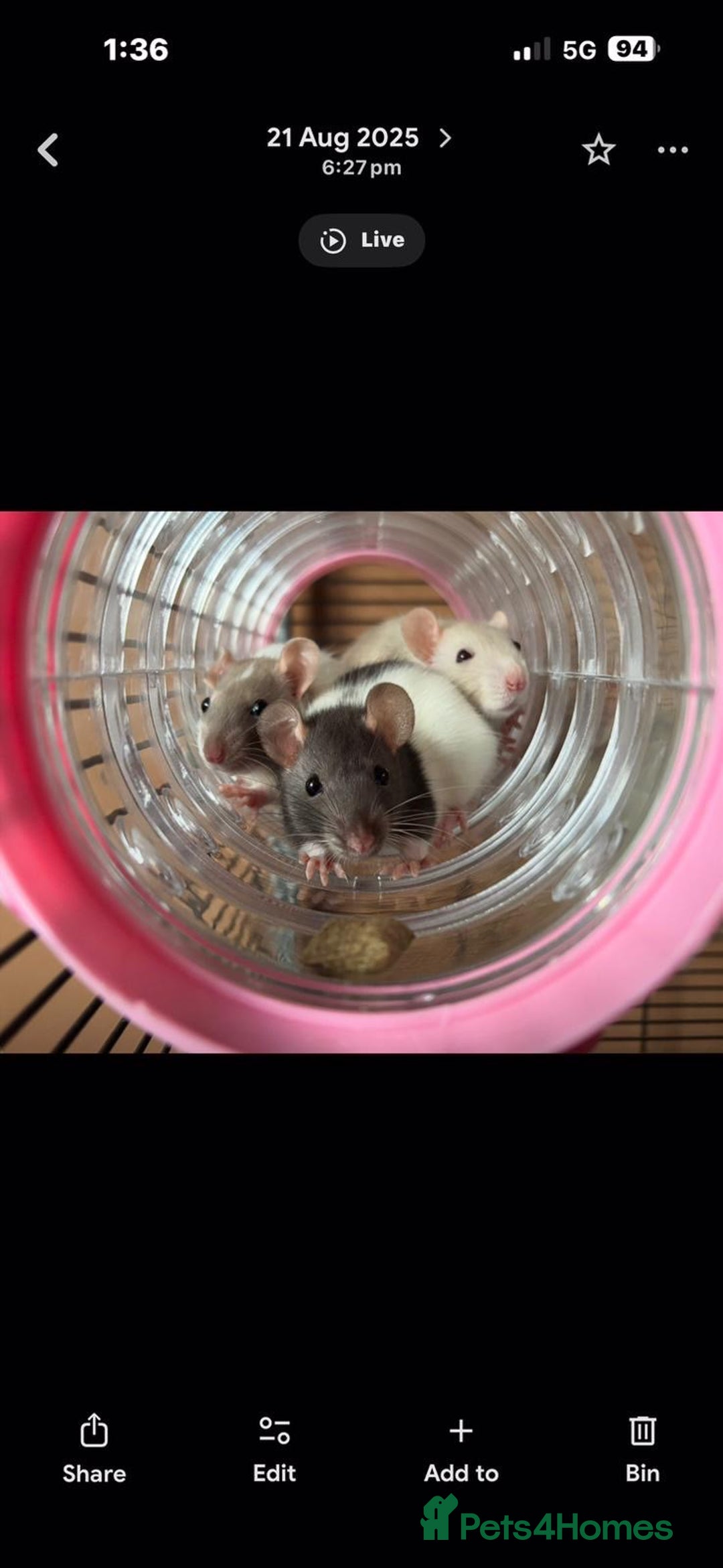 Rat rodents for sale: X3 female rats  - Advert 2