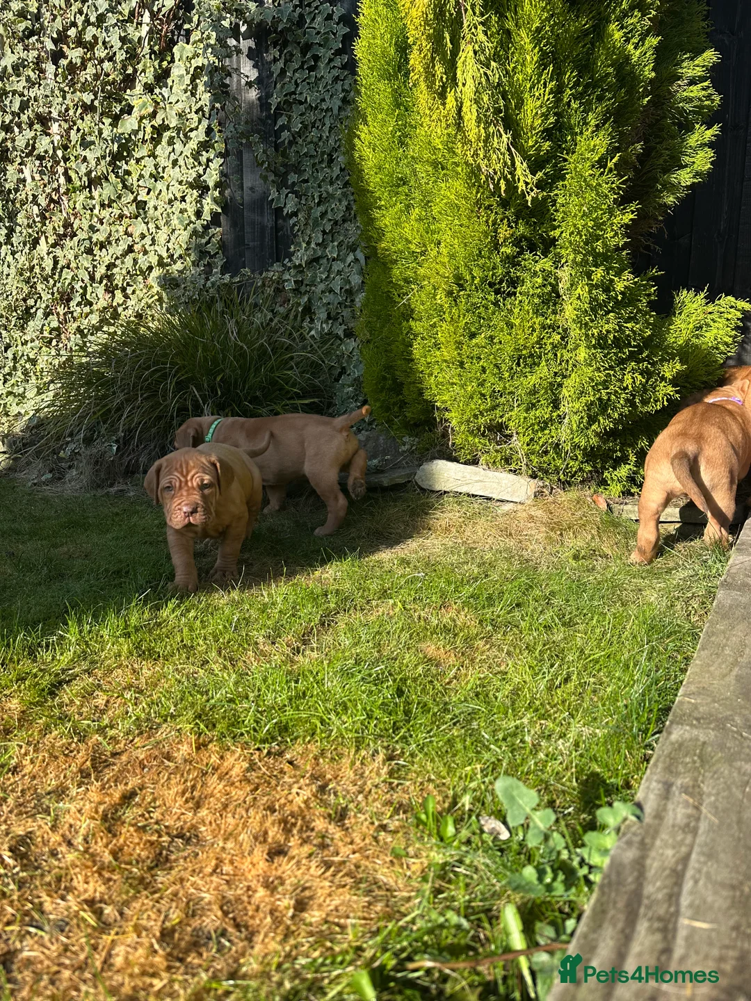 Dogue De Bordeaux dogs for sale: CHAMPION BLOODLINE chunky Dogue de Bordeaux Pup - Advert 18