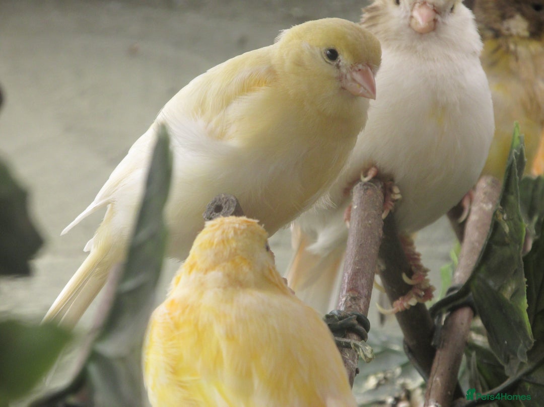 Canaries birds for sale: 2025 young aviary bred canaries for sale - Image 7