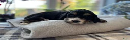 Cockapoo dogs for sale: 🐾❤️ Exceptional F1 Cockapoo Puppies ❤️🐾 - Advert 13