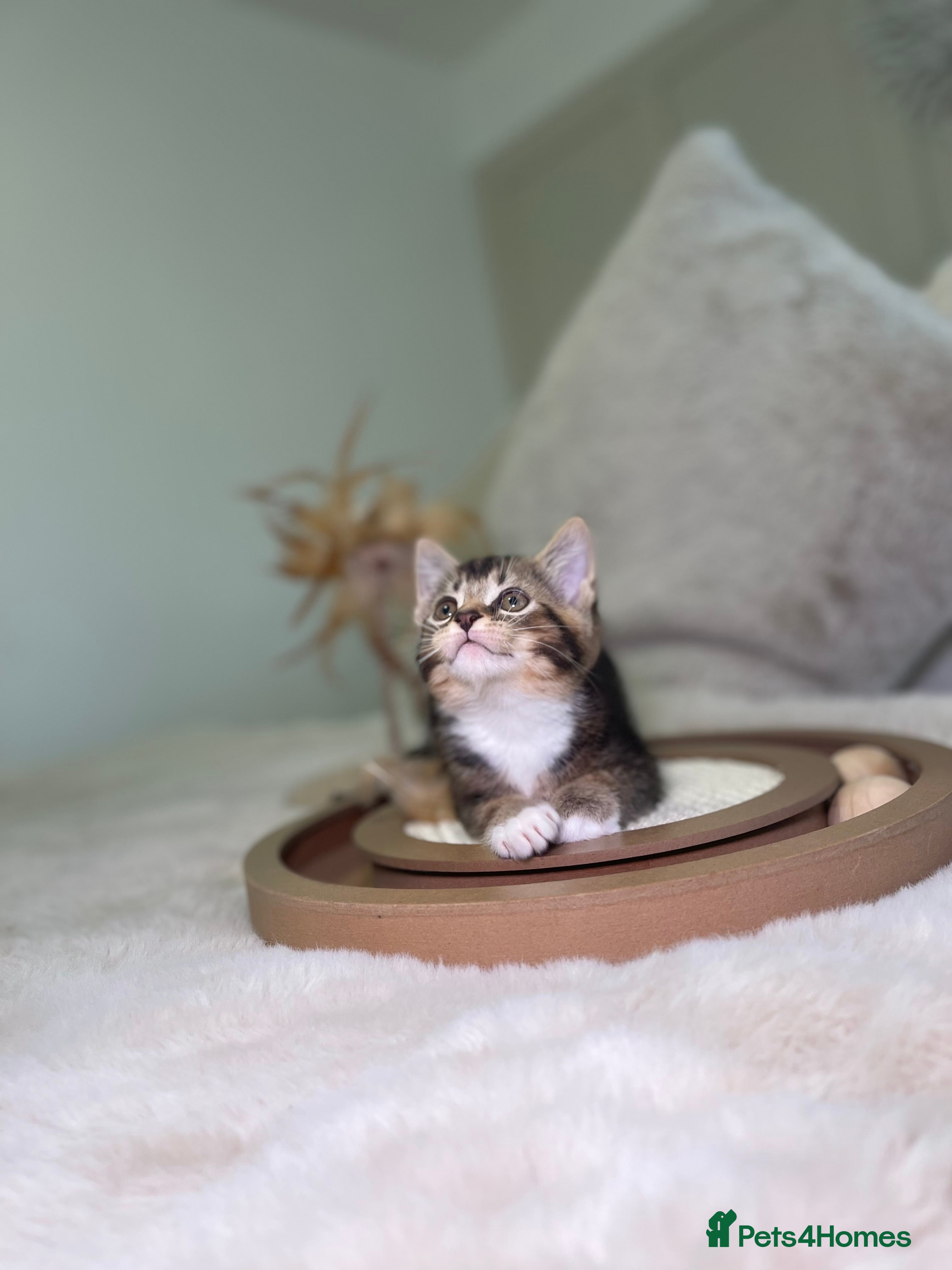 Mixed Breed cats Beautiful kittens 8 weeks old ready now  - Advert 1