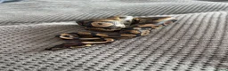Python Snake reptiles for sale: BALL PYTHON in Runcorn - Advert 4