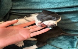 Mixed Breed dogs for sale: Beautiful whippet cross labrador(collie) puppies  - Image 22