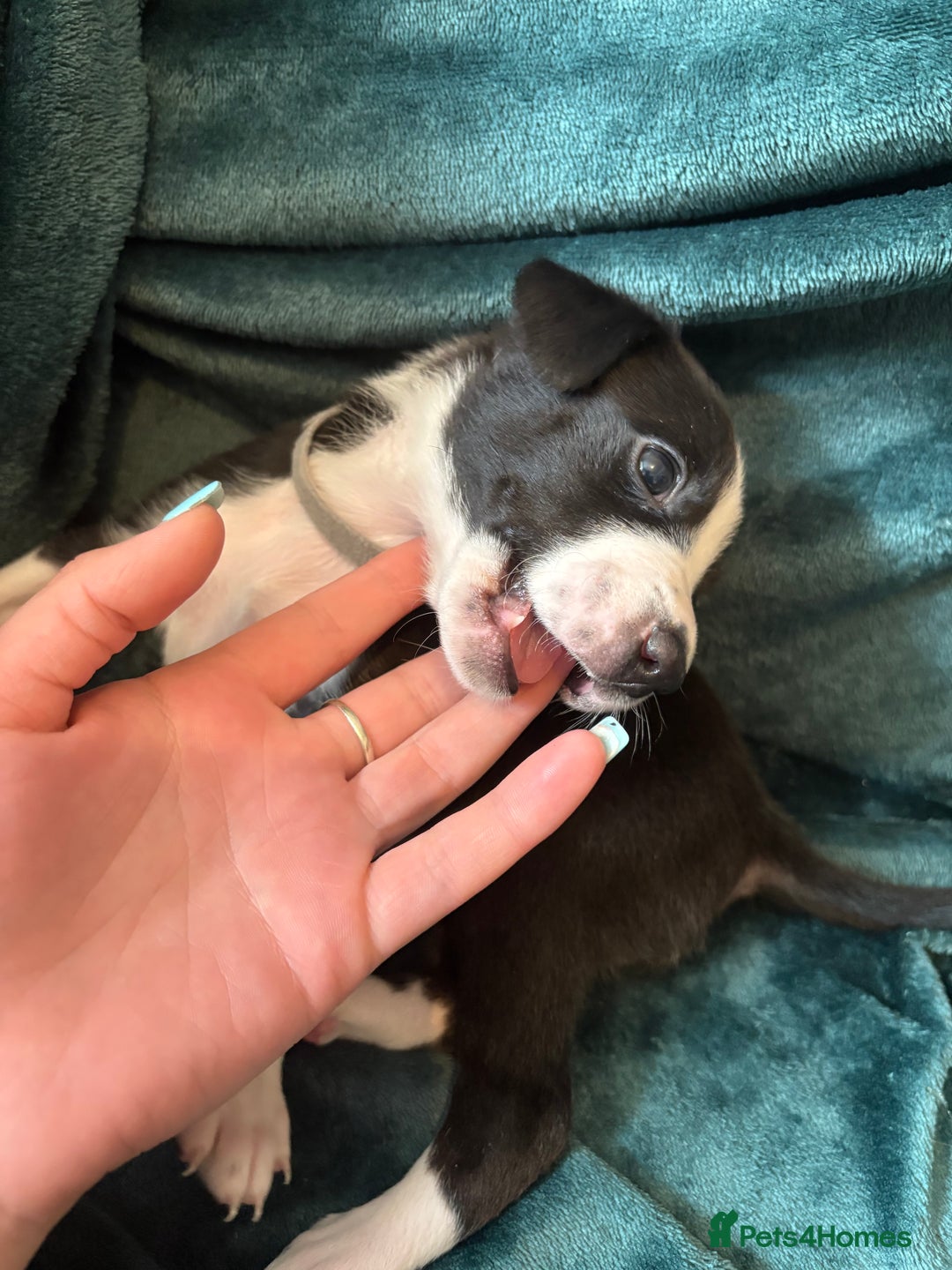 Mixed Breed dogs for sale: Beautiful whippet cross labrador(collie) puppies  - Image 22