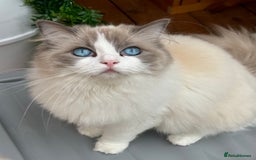Ragdoll cats for sale: Adorable Ragdoll Kitten Fife Registered Breeder - Image 12