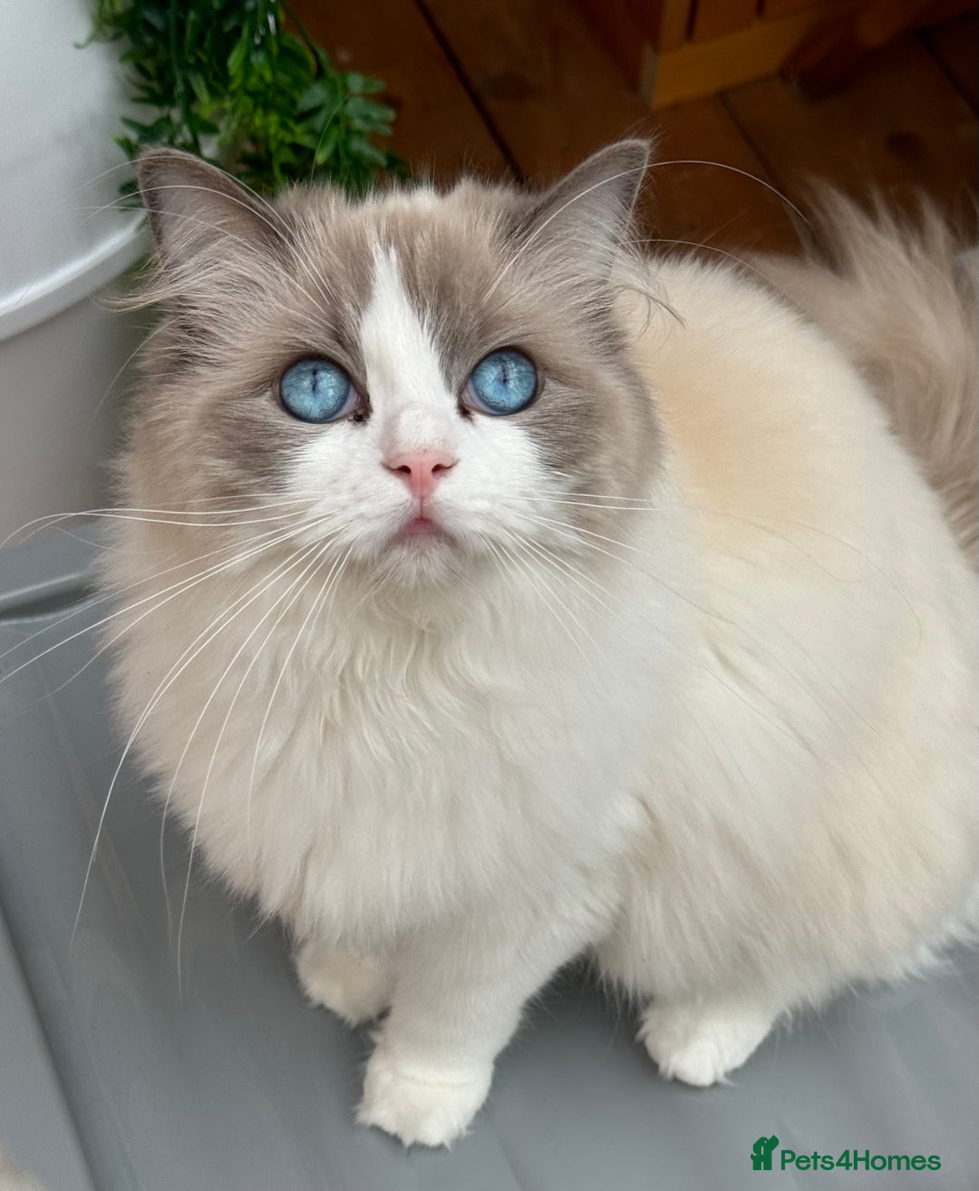Ragdoll cats for sale: Adorable Ragdoll Kitten Fife Registered Breeder - Image 12