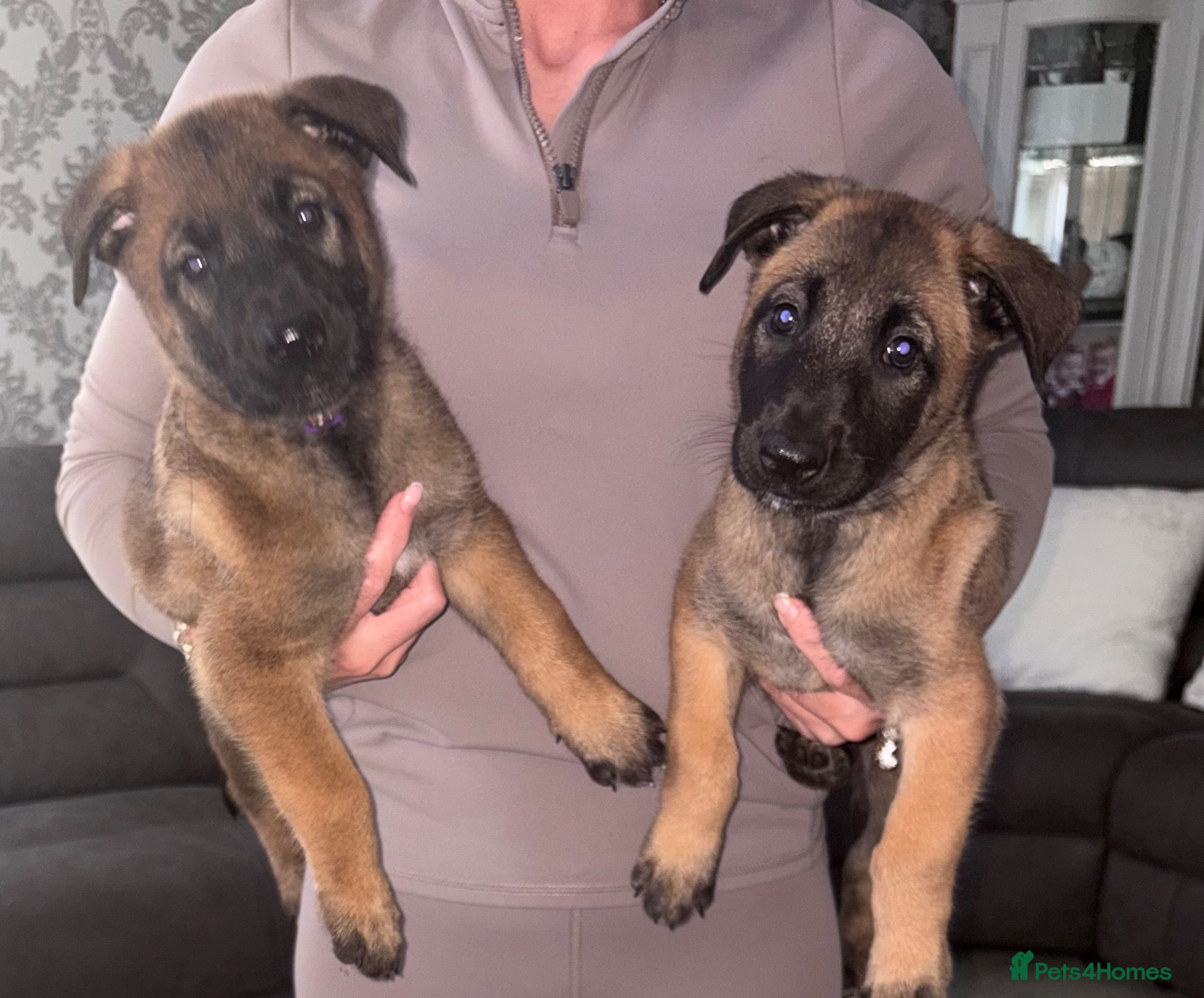Belgian Shepherd Dog dogs DWKC Registered Belgian Malinois litter  - Advert 3