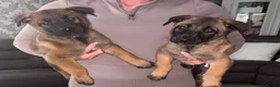 Belgian Shepherd Dog dogs for sale: DWKC Registered Belgian Malinois litter  - Advert 2
