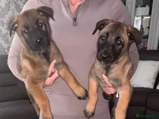 Belgian Shepherd Dog dogs DWKC Registered Belgian Malinois litter - Advert 3
