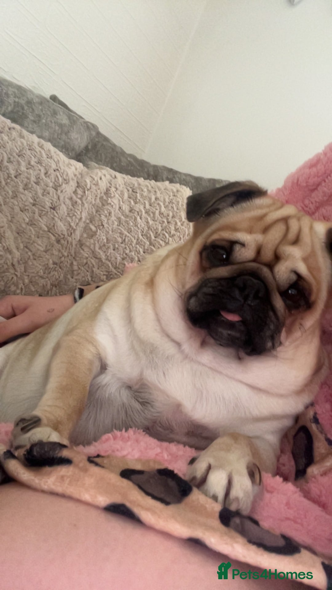 Pug dogs for sale: Skye the pug - Advert 5