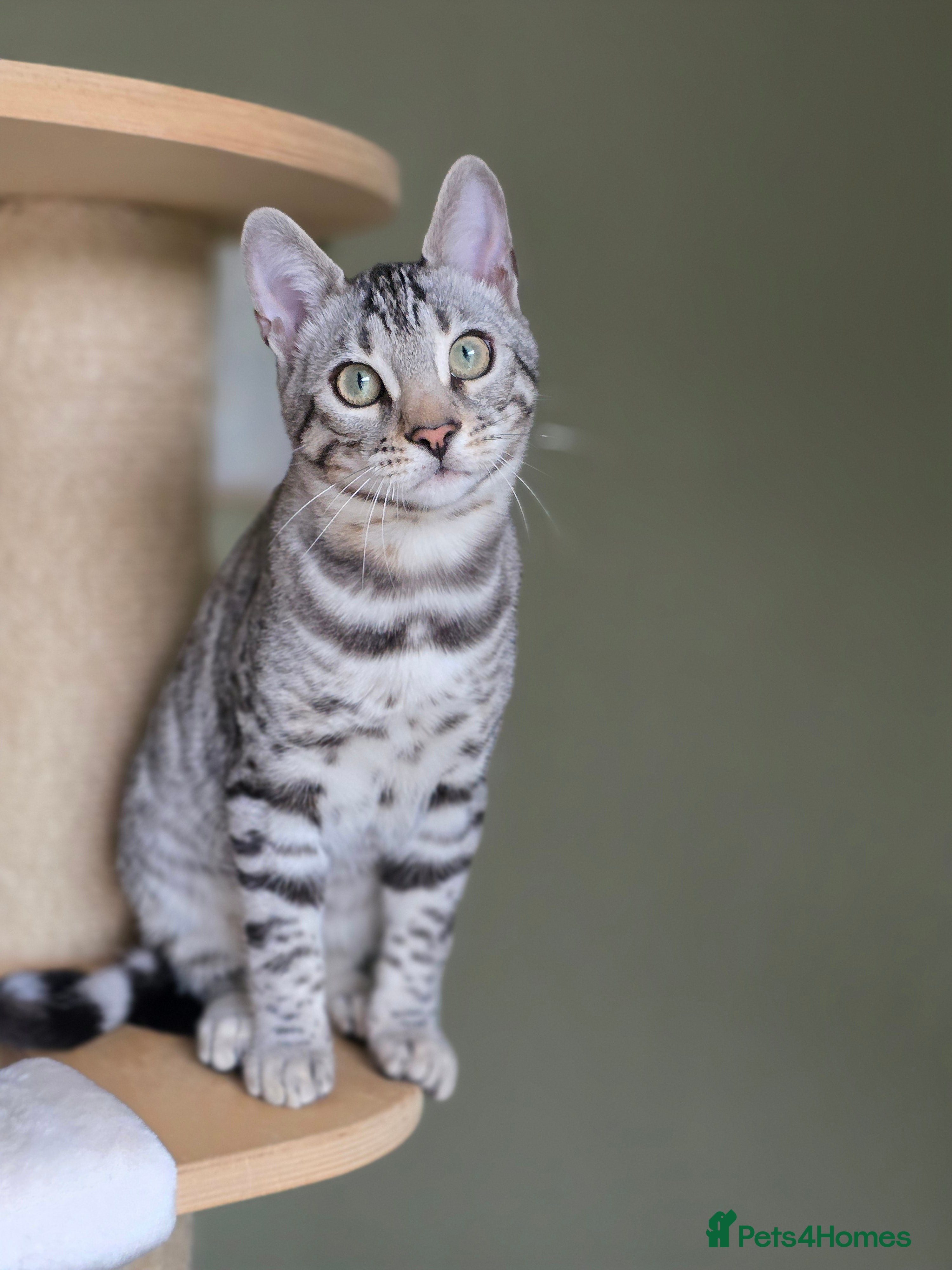 Bengal cats Two Silver Bengal Sisters  - Advert 6