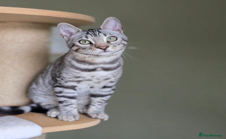 Bengal cats - Advert 10