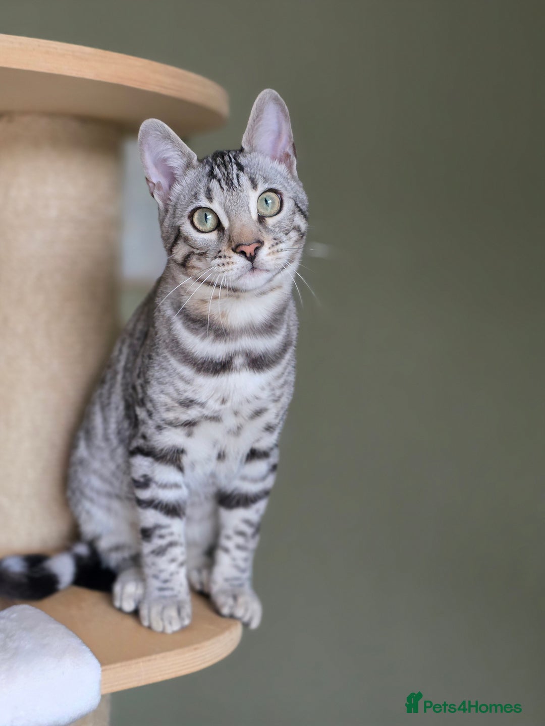 Bengal cats for sale: Two Silver Bengal Sisters  - Image 1