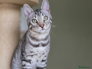 Bengal cats Two Silver Bengal Sisters - Advert 14