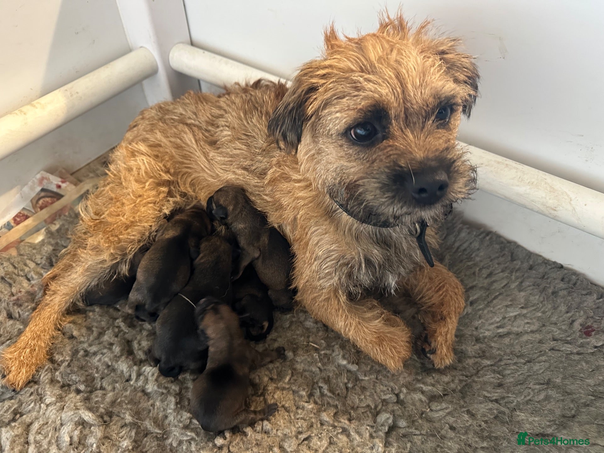 Border Terrier dogs Border Terrier pups - Advert 12