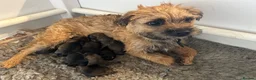 Border Terrier dogs for sale: Border Terrier pups - Advert 1