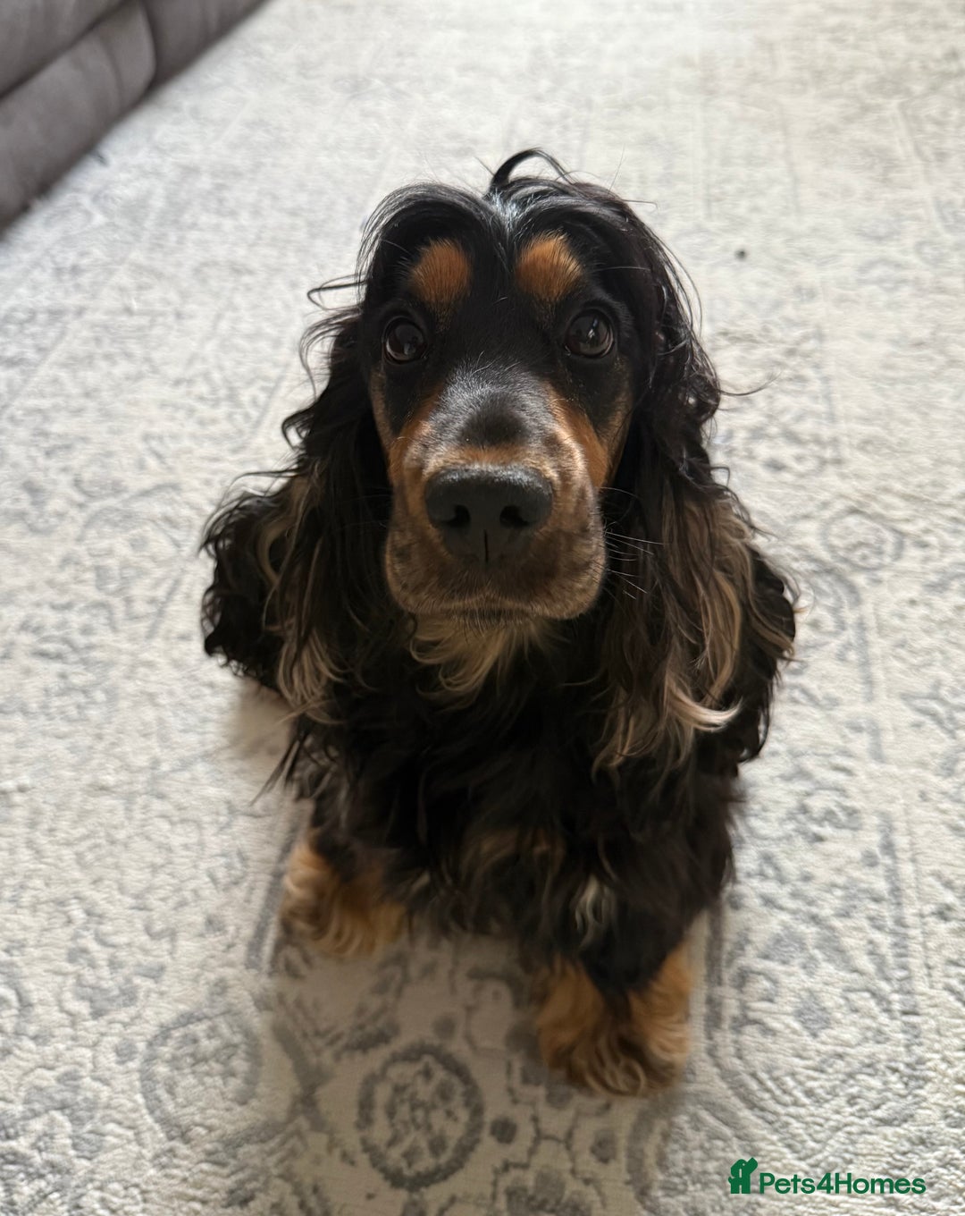 Cocker Spaniel dogs for sale: Show Cocker Spaniel  - Image 5
