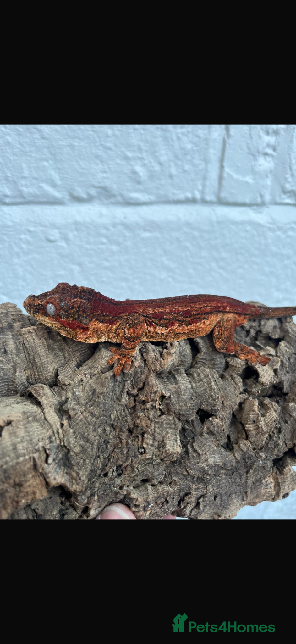 Gecko reptiles Assorted crested geckos  - Advert 16
