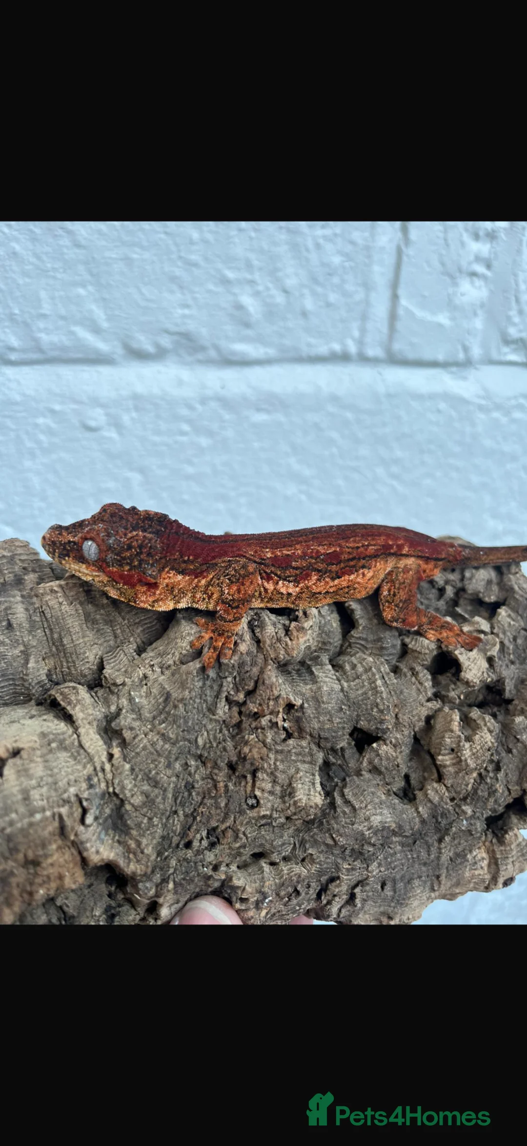 Gecko reptiles for sale: Assorted crested geckos  - Advert 1