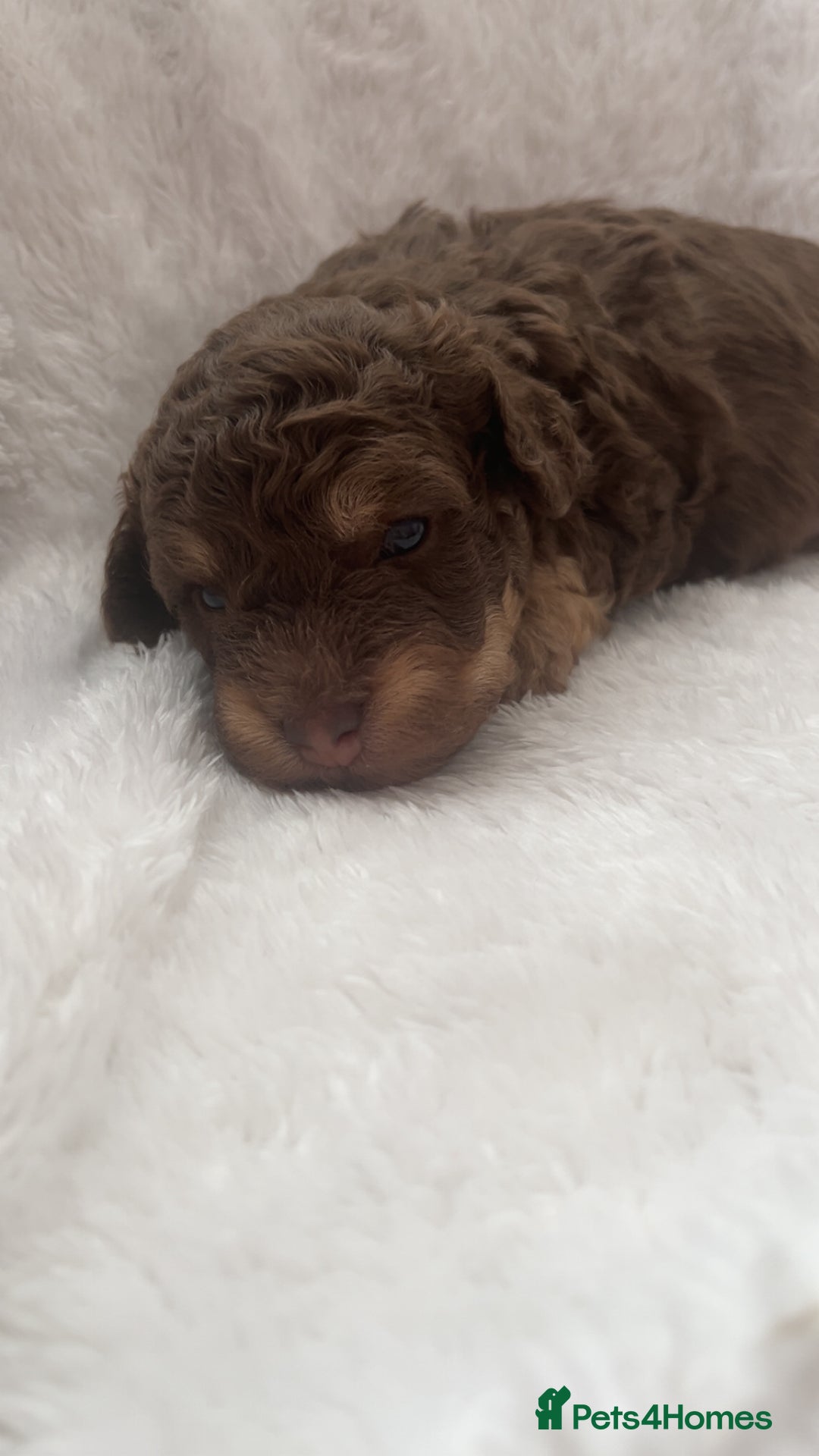 Poochon dogs for sale: Poochon puppies looking for forever home - Image 1