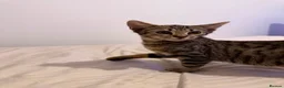 Mixed Breed cats for sale: RARE Adorable Mixed Tabby Kittens😍 in Derby - Advert 7