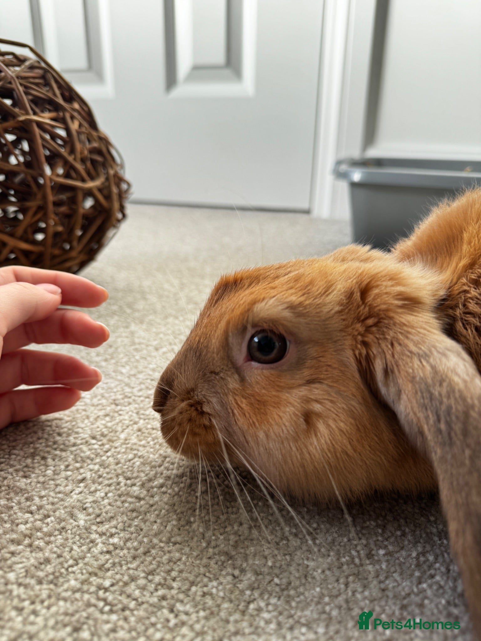 Mixed Breed rabbits Neutered Male Rabbit - Advert 20