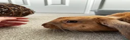 Mixed Breed rabbits for sale: Neutered Male Rabbit - Advert 4