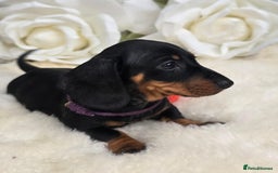 Dachshund dogs for sale: READY NOW LAST PUPPY  miniature dachshund puppies in Ilminster - Image 9