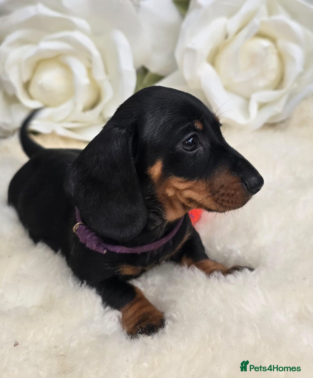 Dachshund dogs for sale: READY NOW LAST PUPPY  miniature dachshund puppies in Ilminster - Image 9