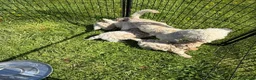Poochon dogs for sale: Tiny Poochon Puppies (Poochon x Toy Poodle) - Advert 3