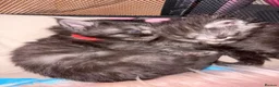 Maine Coon cats for sale: Silver/black tabby maine coon kittens  - Advert 15