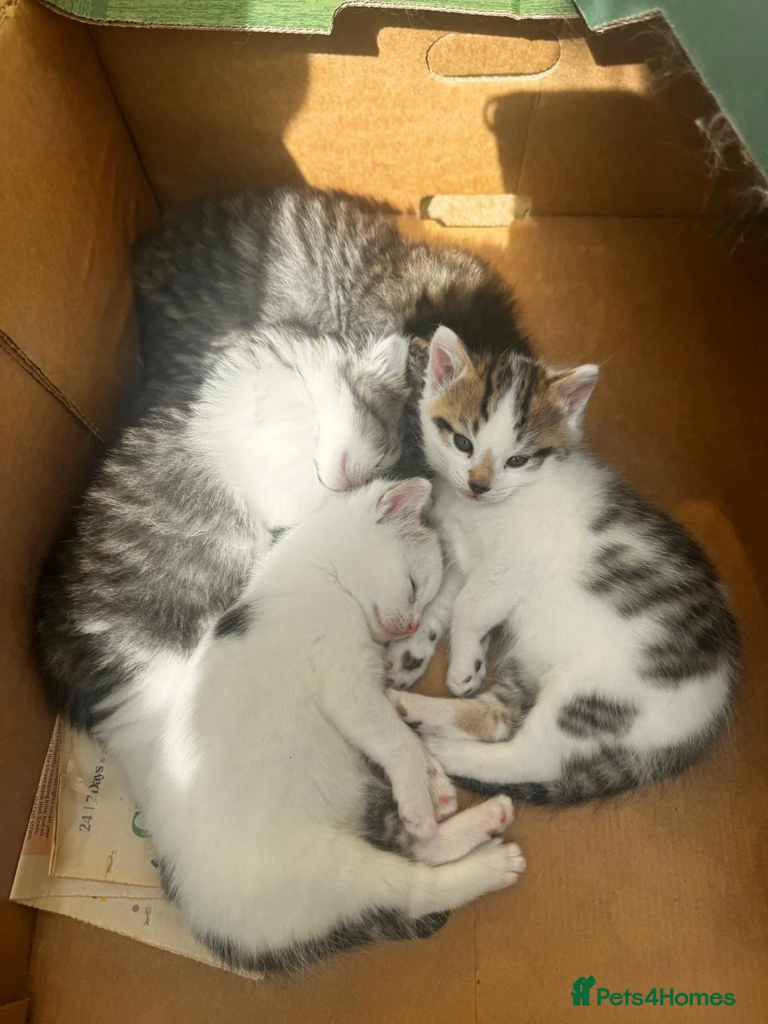 Mixed Breed cats for sale: White and tabby hugely friendly kittens for sale - Advert 2