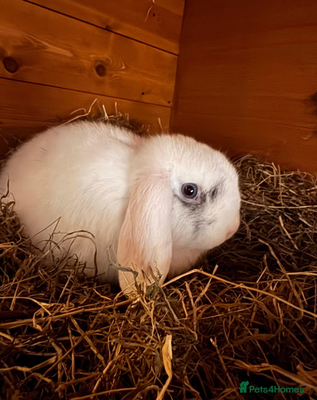 Mini Lop rabbits for sale: Male minilop  - Image 1