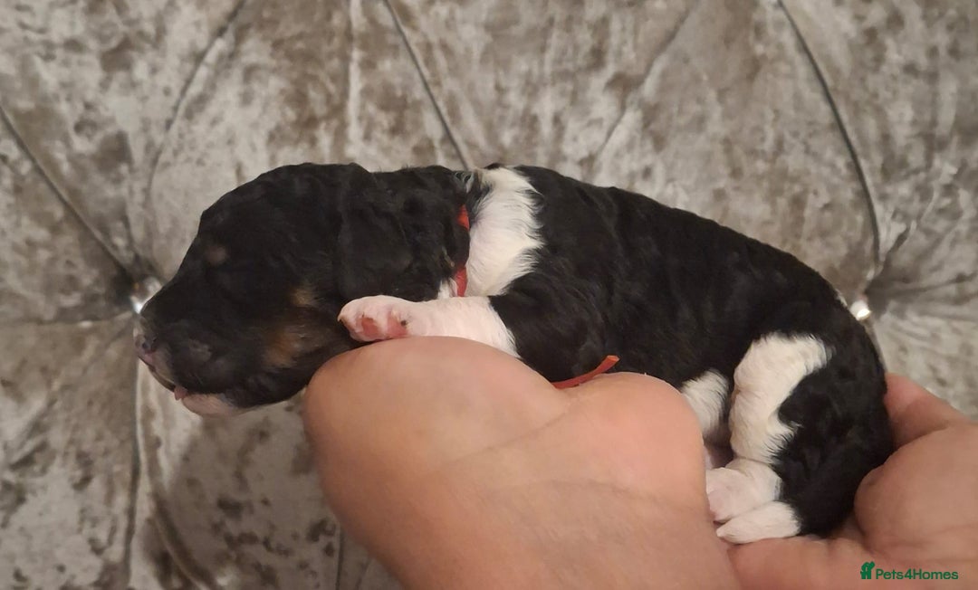 Standard Poodle dogs for sale: Beautiful KC registered parti tris - Advert 11