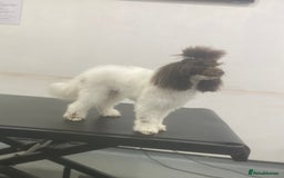 Toy Poodle dogs for stud: RICK JAMES choc parti toy poodle for stud  - Image 3